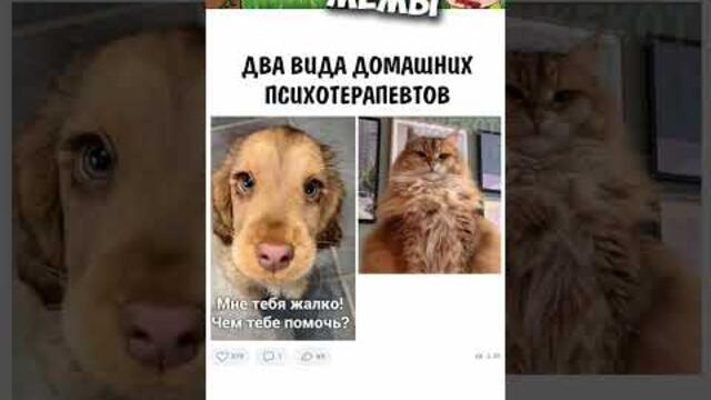 #мемы #приколы #юмор #лютыеприколы #мем #мемчики #собаки #собакисмешные #мемыпрособак #мемыпро100