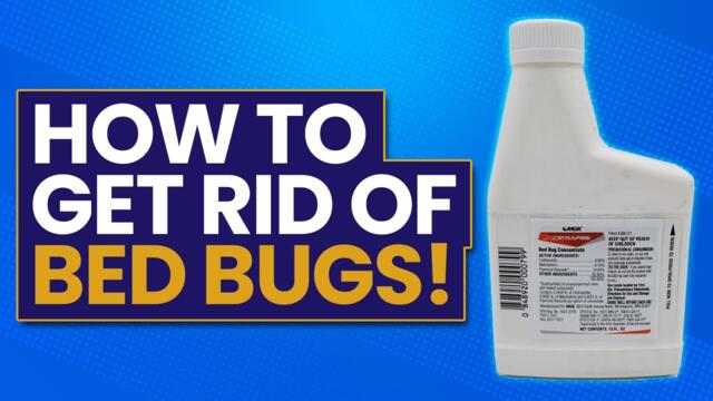 How to get rid of bed bugs ?