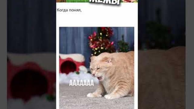 #мемы #приколы #мемы2022 #коты #мемыскотами #приколы2022 #короткиеприколы #мемасы #мемчики #мемытут