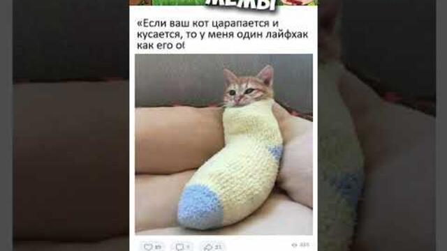 #мемы #приколы #мемы2022 #коты #собаки #мемыскотами  #короткиеприколы #мемасы #мемчики #мемытут