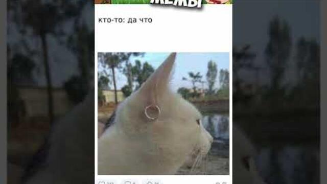 #мемы #приколы #мемы2022 #коты #мемыскотами #приколы2022 #короткиеприколы #мемасы #мемчики #животные