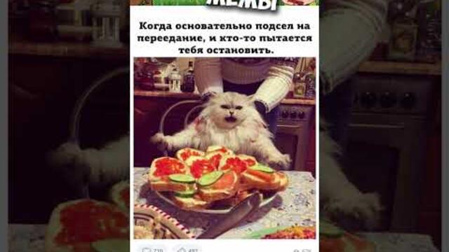 #мемы #приколы #лютыеприколы #озвучкамемов #мемыскотами #смешныекошки #смешныекоты #мемыпро100