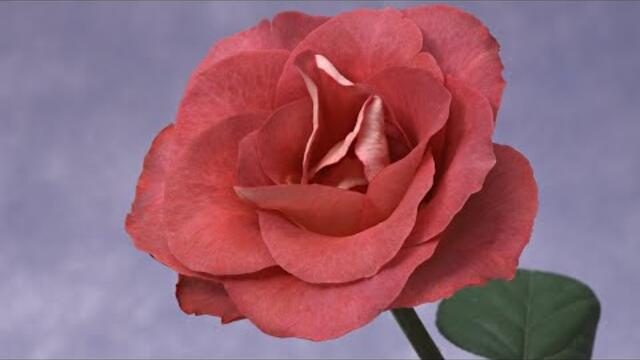 МАЛЕНЬКИЙ ЦВЕТОК  (КЛАРНЕТ)