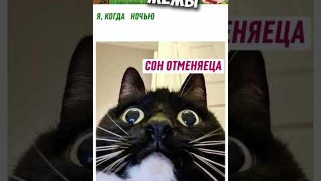 #мемы #приколы #мемы2022 #коты #мемыскотами #кошки #комиксы #мемасы #мемчики #мемыпро100 #анимация