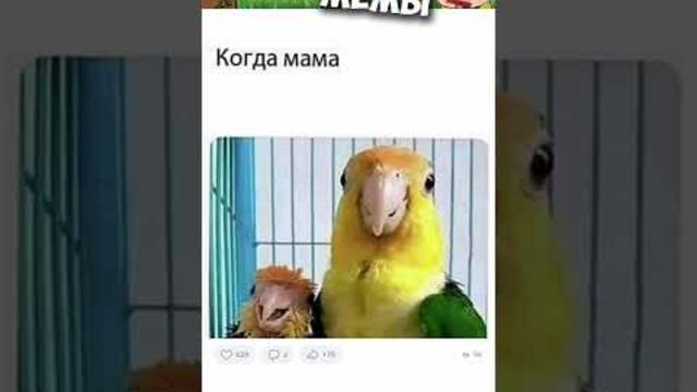 Лютые приколы и мемы #приколы #лютыеприколы #мемы2021 #юмор #озвучка