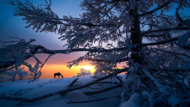 ❄️ Студени зимни вечери ... (Music by Sergey Grischuk) ❄️