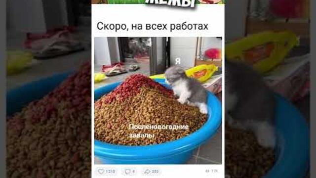 #мемы2022 #смешныекоты #мемы #приколы #юмор #мемыскотами  #приколы2022 #мемасы #мемчики #мемыпро100