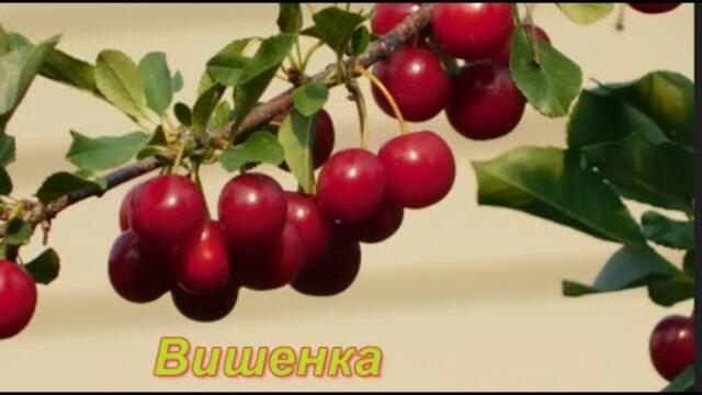 ВИШЕНКА!