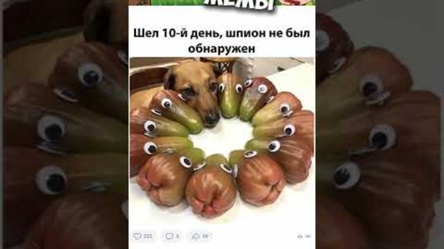 #мемы2022 #смешныеживотные #приколы #юмор #смешныекоты#смешныекошки #смешныесобаки #мемчики #мемыдня