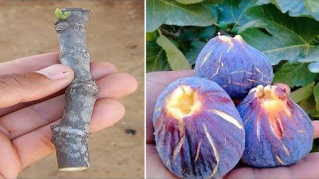 زراعة اقلام التين Cultivate figs