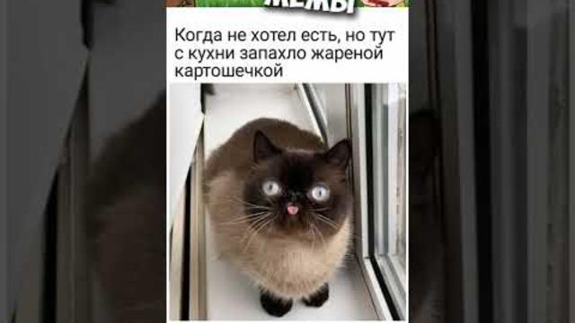 #мемы2022 #смешныекоты #мемы #приколы #юмор #мемыскотами #приколы2022 #мемасы #мемчики #про100мемы