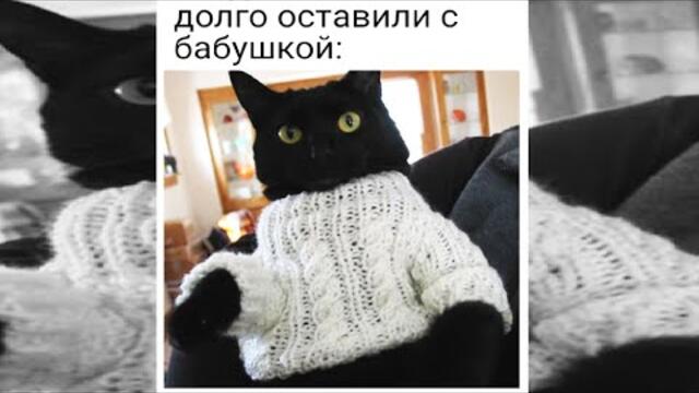 #мемы2022 #котики #мемы #коты2022 #юмор #мемыскотами #смешныекоты #кошки2022 #мемыдня #про100мемы