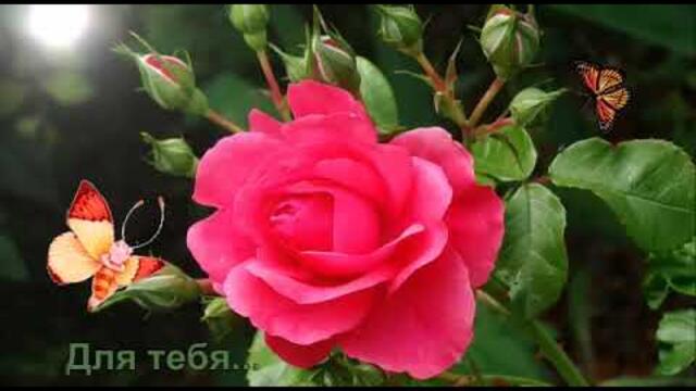 Kaoma - Lambada ( ВСЕ ДЛЯ ТЕБЯ, МОЯ ЛЮБИМАЯ...)