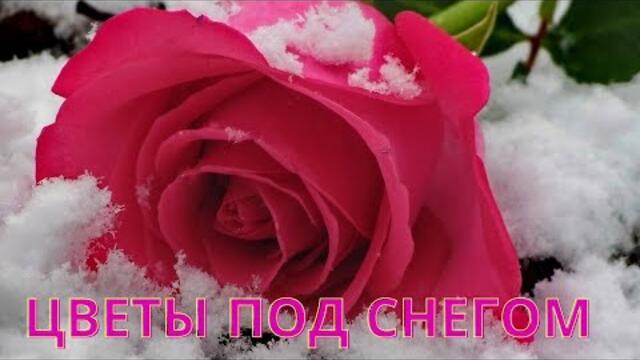 ЦВЕТЫ ПОД СНЕГОМ!