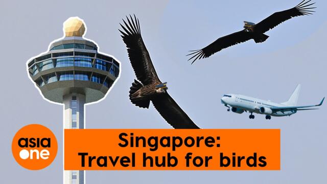 TLDR: How Singapore has become a luxury 'airport' for birds