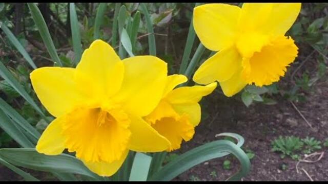 С. Чекалина   -  Льющаяся Среди Очаровательных Весенних Цветов!