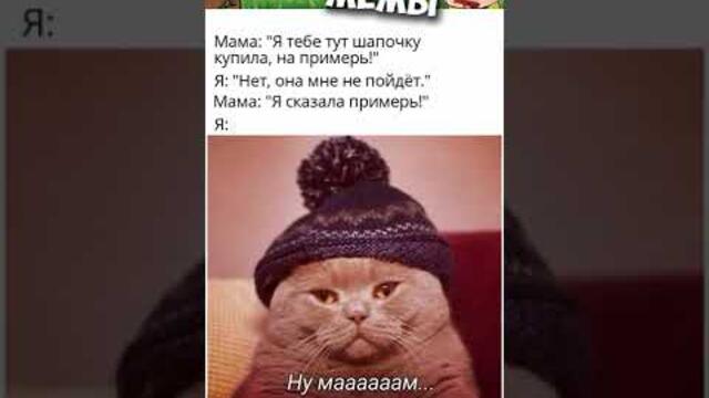 #мемы2022 #смешныекоты #мемы #кошки #юмор #мемыскотами #котики #мемыдня #коты #про100мемы #мемытут