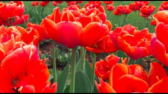 Восхитительная Музыка и Радующий Душу Цветущий Май!