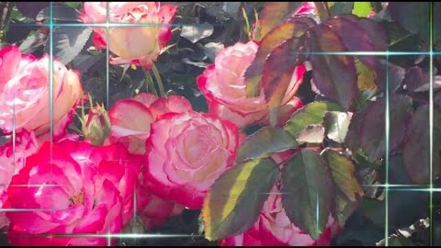 Обворожительно Красивая Мелодия и Прелестный Цветущий Август!