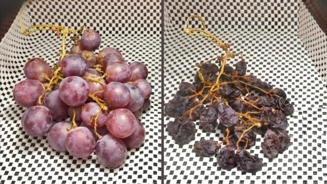 Food Dehidration Time Lapse: Grapes, Mushrooms and Tangerines