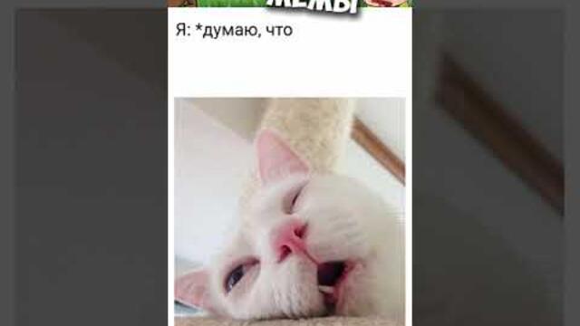 #мемы2022 #смешныекоты #мемы #мемас #юмор #мемыскотами #смешныеживотные #мемасы #мемчики #про100мемы