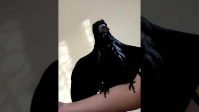 Pet Crow Talks to Owner