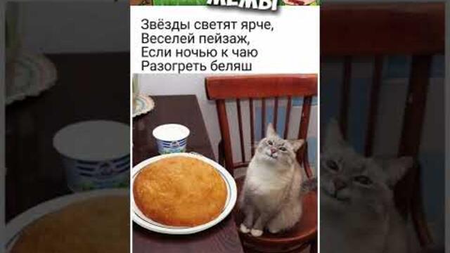 Мемы 2022 #мемы2022 #смешныекоты #мемы #приколы #юмор #мемыскотами #мемыдня #мемасы #про100мемы