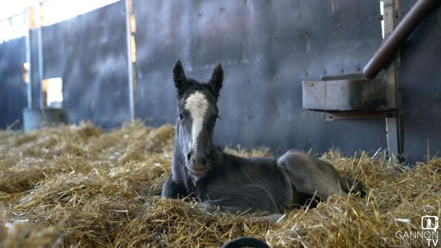 Sweet Shire Foal born at Cannon Hall Farm