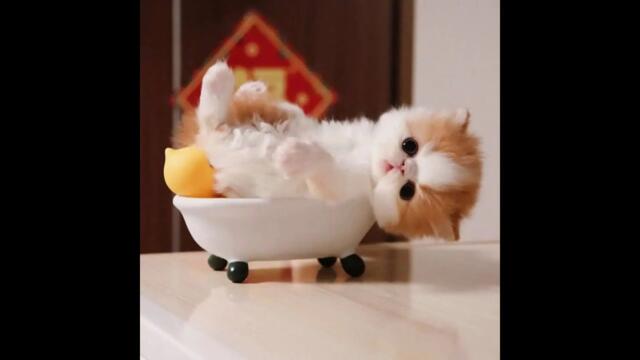 「絶対笑う」最高におもしろ 猫のハプニング, 失敗動画集・かわいい猫 #3