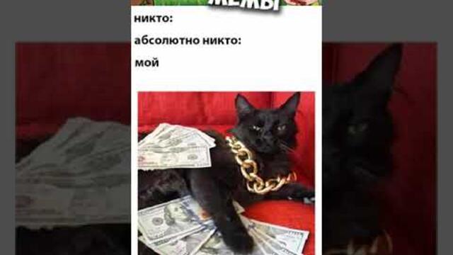 #мемы2022 #смешныекоты #мемы #приколы #юмор #мемыскотами #мемыдня #мемасы #котики #коты #про100мемы