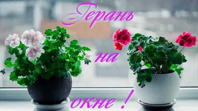 Герань на Окне ! В Память о Наших Мамочках .