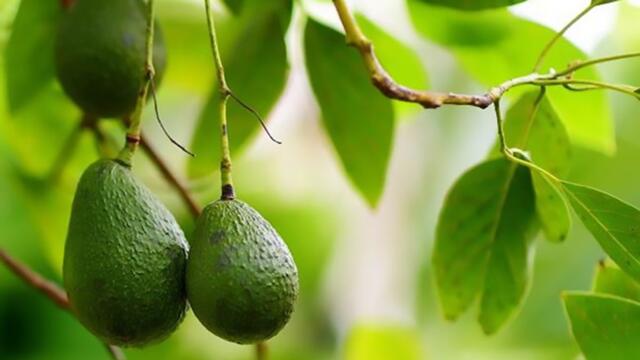 The Avocado Shortage, What It Means for You