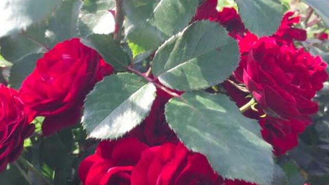 Для Вас Шикарная Музыка, Льющаяся Цветущим Августом!