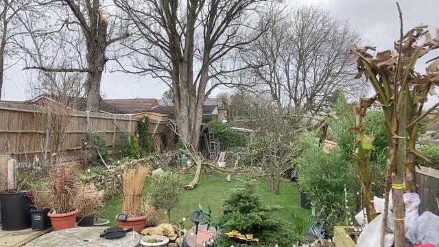 A tree blown down by Storm Eunice in Maidstone