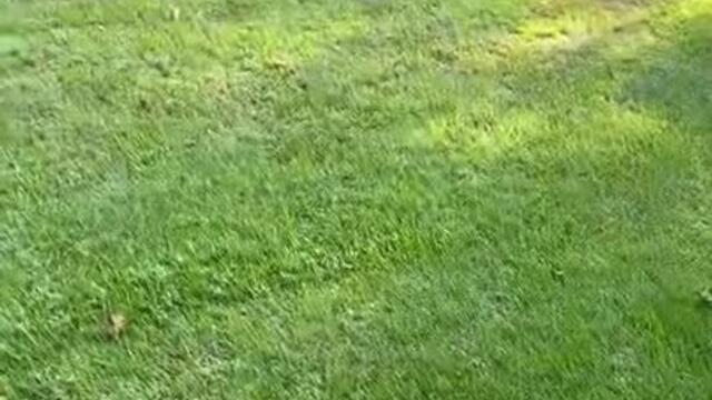 Neighbor Intrudes Into Person's Backyard While Replacing Old Wired Fence