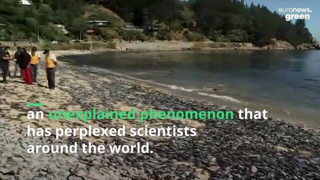 Chile’s mysterious fish death phenomenon is perplexing scientists