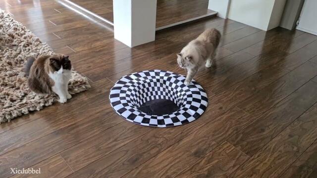 Cats vs Indoor Sinkhole (Can Our Cats See Optical Illusion)?