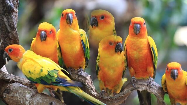 Мелодия Весны. Птицы - Сергей Чекалин.