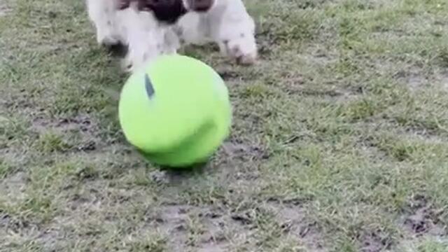 Dog Enjoys Playing With Football in Playground