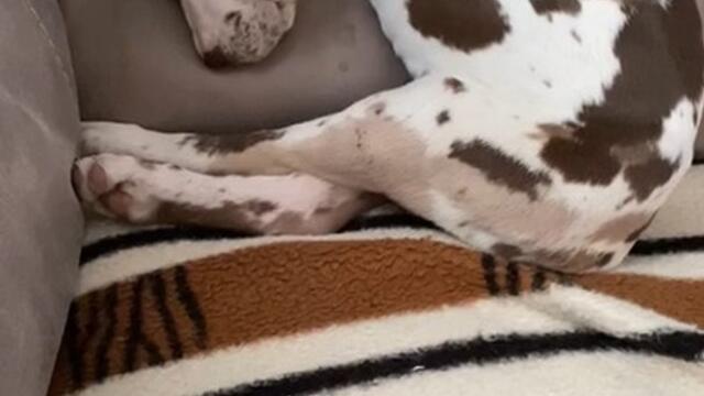 Dog Suddenly Wakes Up When Her Head Falls Off Armrest While Sleeping in Chair