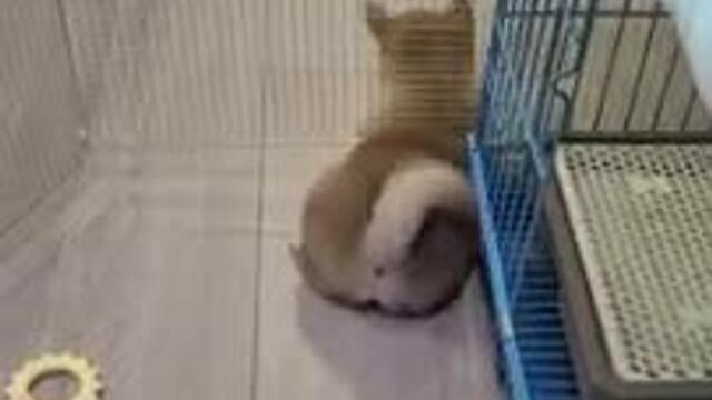 Dog Escapes Cage Smartly
