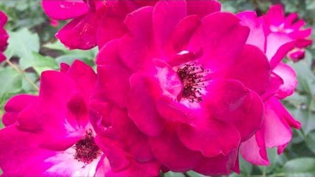 Чарующая Слух Музыка и Волшебство Цветущих Роз!