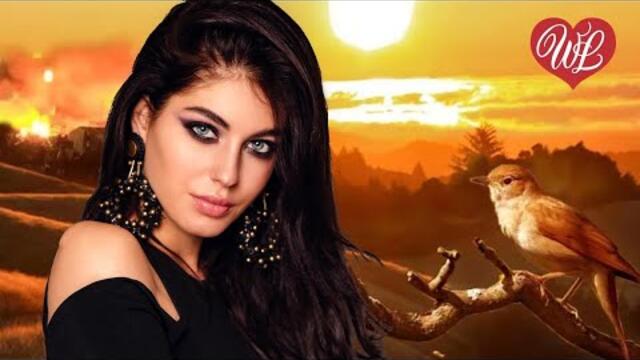 Сергей Трофимов  -  СОЛОВИ