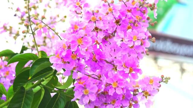 Здравствуй, Весна! Цветы и нежная восхитительная душевная музыка