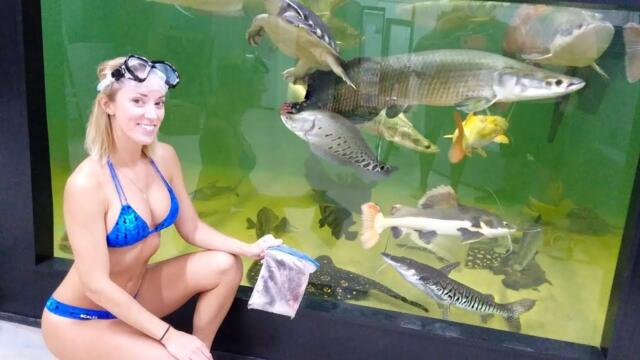 Hand feeding GIANT fish in POOL Aquarium