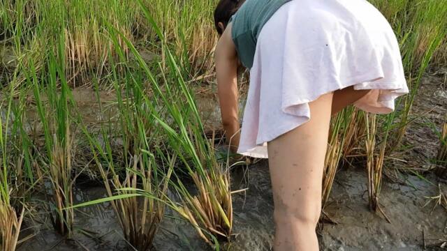 Catch Fish In Rice Field in the harvest season