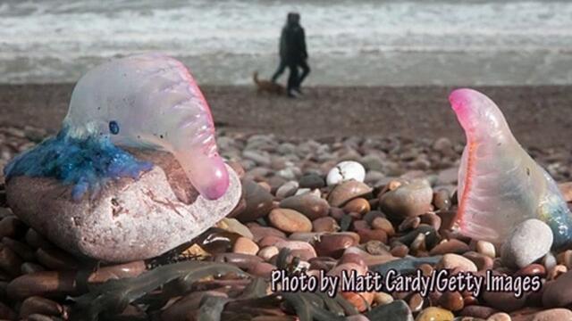 SussexWorld's Daily Bulletin March 2 2022