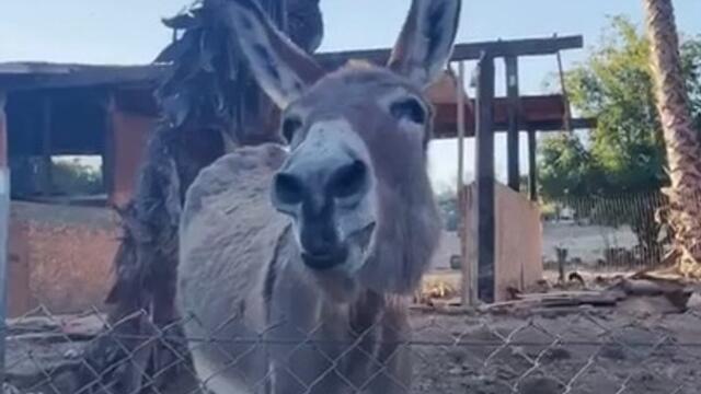 Donkey Excited to See Man