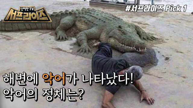 [HOT] The identity of all kinds of animals covering the beaches of northern Spain,신비한TV 서프라이즈 220227