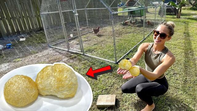 Cooking Lions Mane MUSHROOMS & Building a HUGE Chicken Cage in my Backyard!